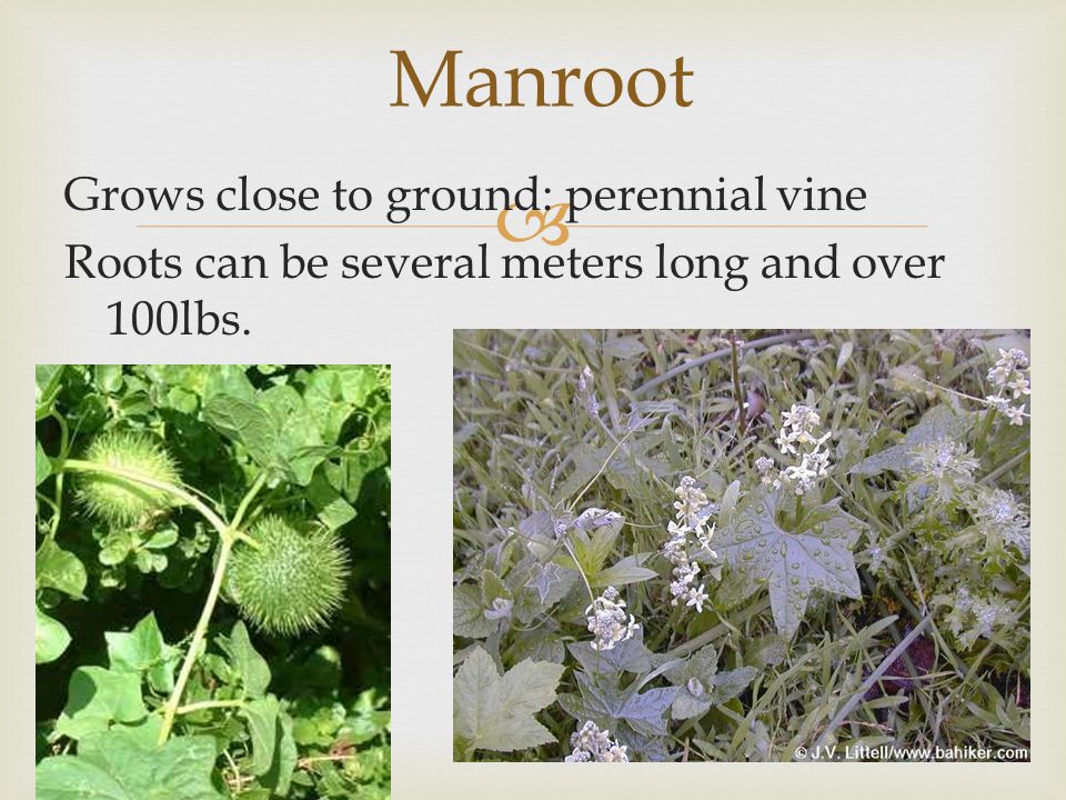Manroot Grows close to ground: perennial vine Roots can be several meters long and over 100lbs.