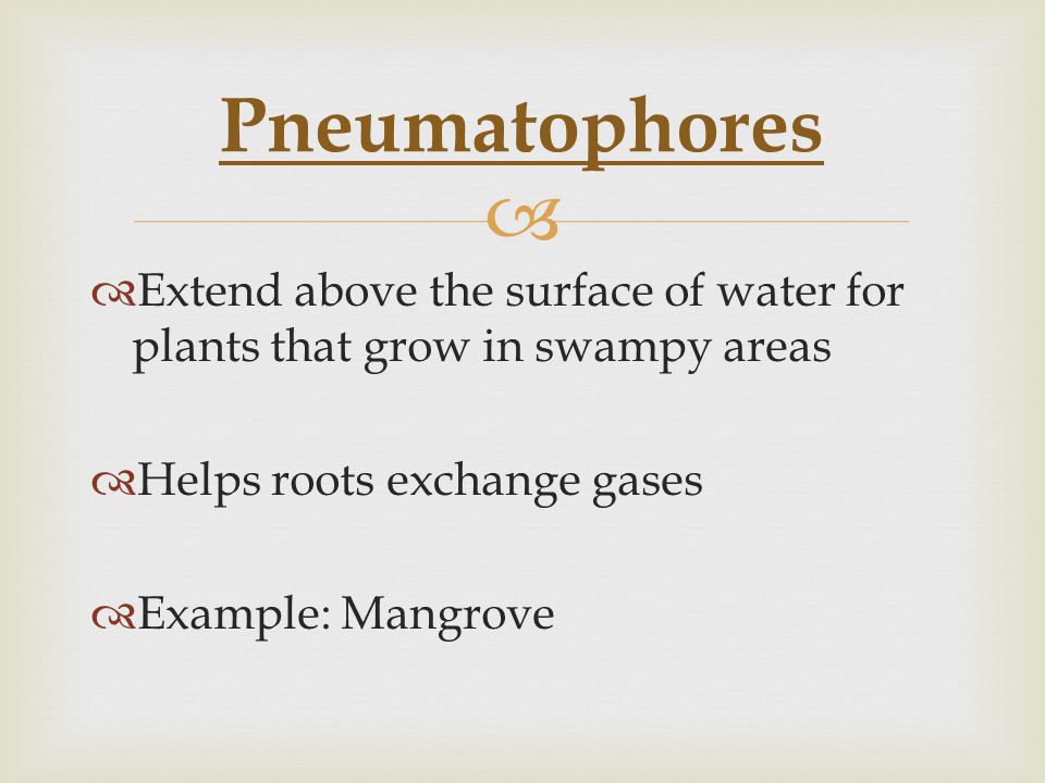 Pneumatophores Extend above the surface of water for plants that grow in swampy areas. Helps roots exchange gases.