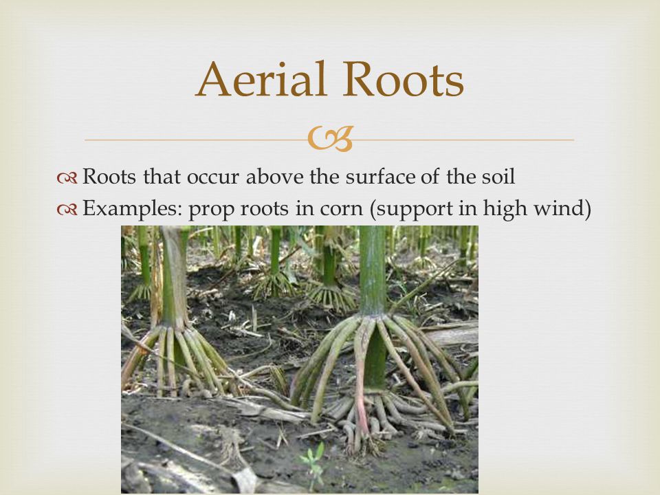 Aerial Roots Roots that occur above the surface of the soil