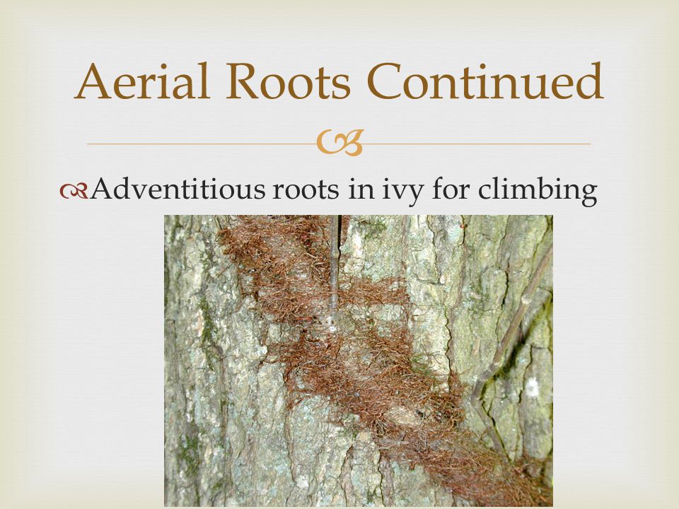 Aerial Roots Continued