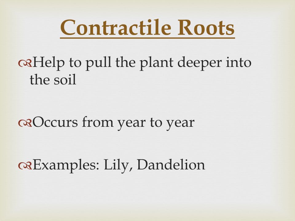 Contractile Roots Help to pull the plant deeper into the soil