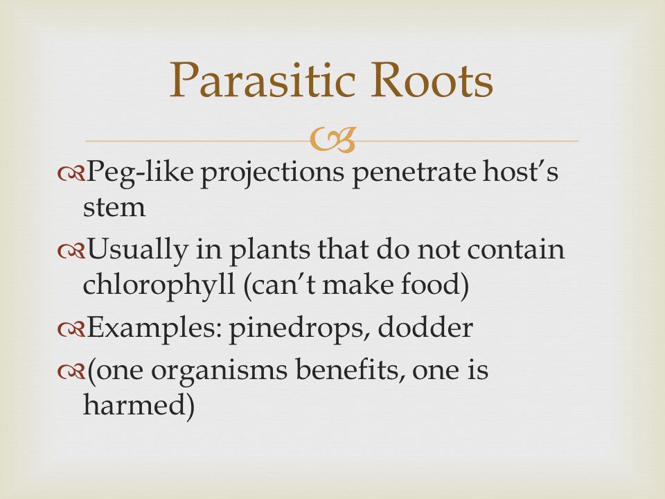 Parasitic Roots Peg-like projections penetrate host’s stem