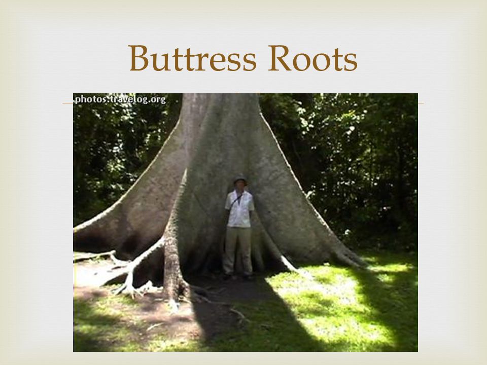 Buttress Roots