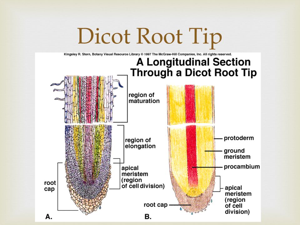 Dicot Root Tip