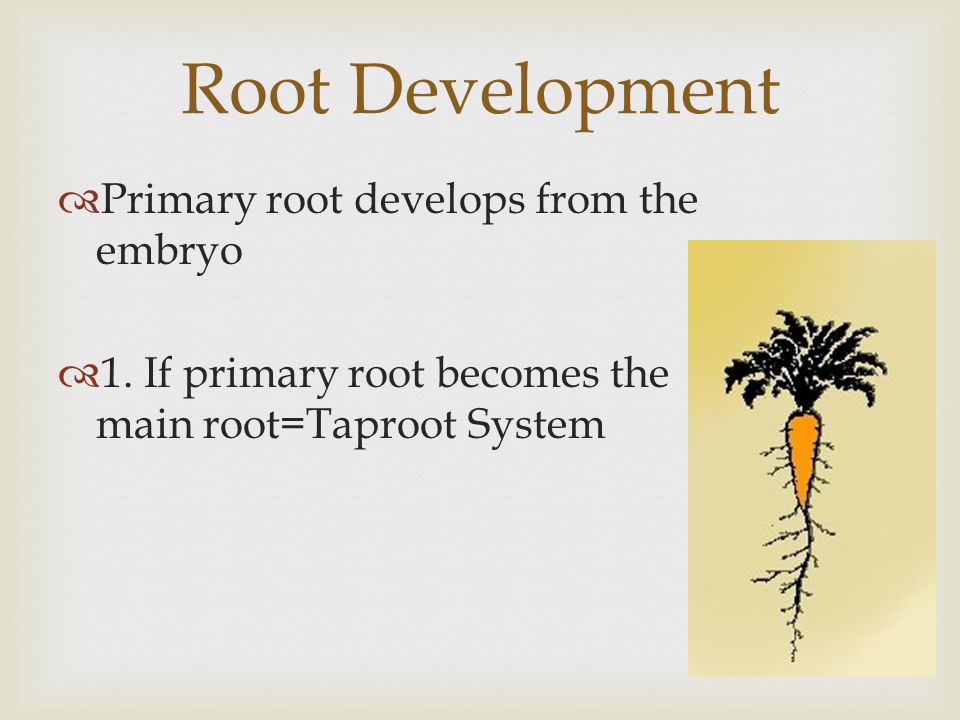 Root Development Primary root develops from the embryo