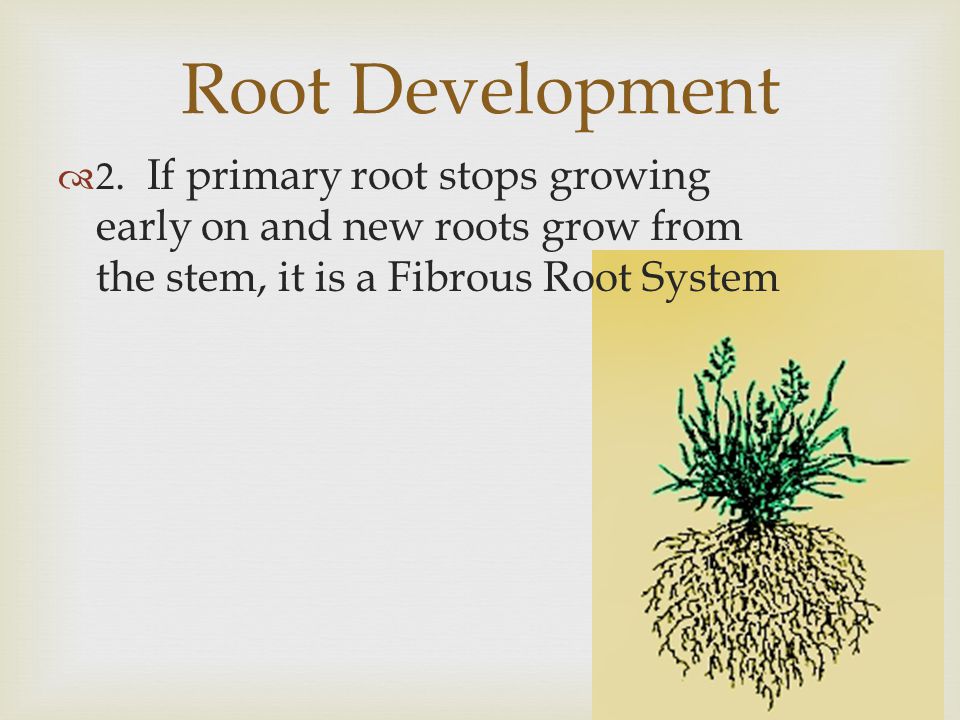 Root Development 2.