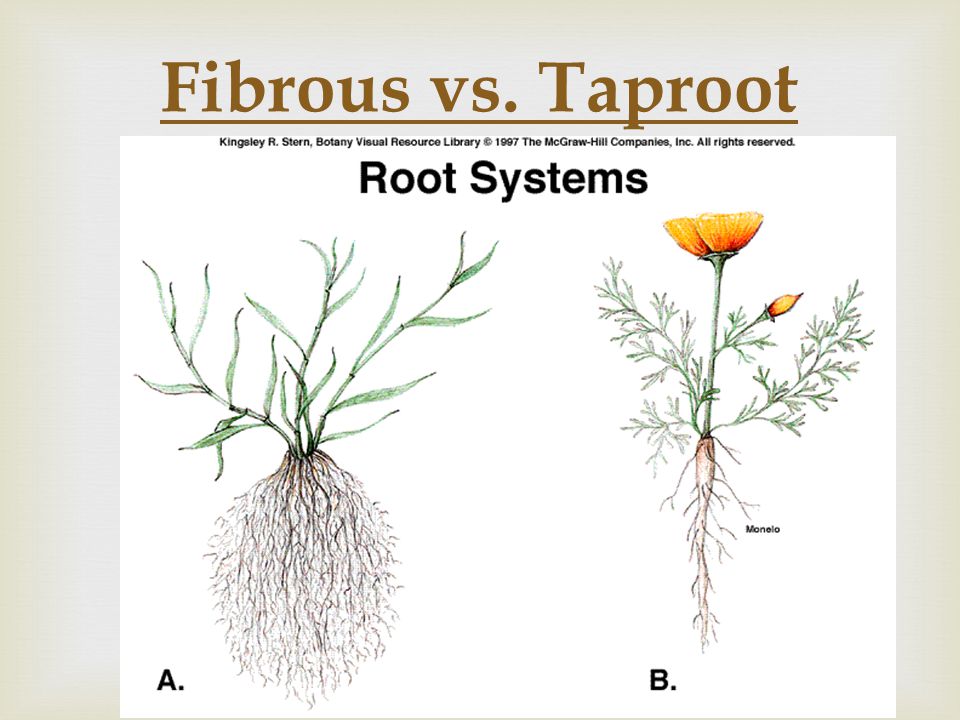Fibrous vs. Taproot