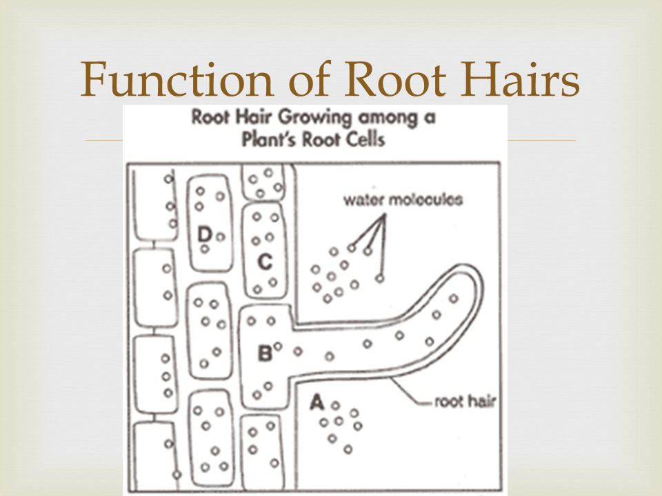 Function of Root Hairs