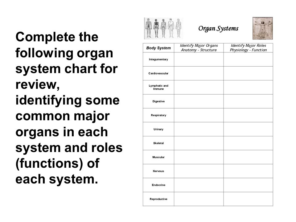 Organ Identification Chart
