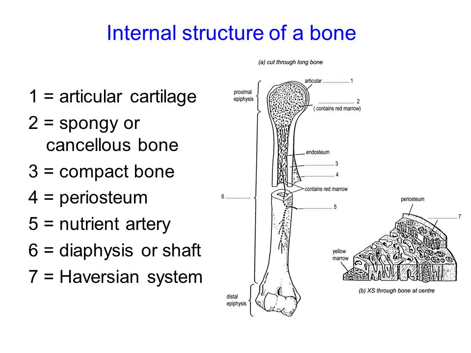 Bones And Joints Hbs 3b Ppt Video Online Download