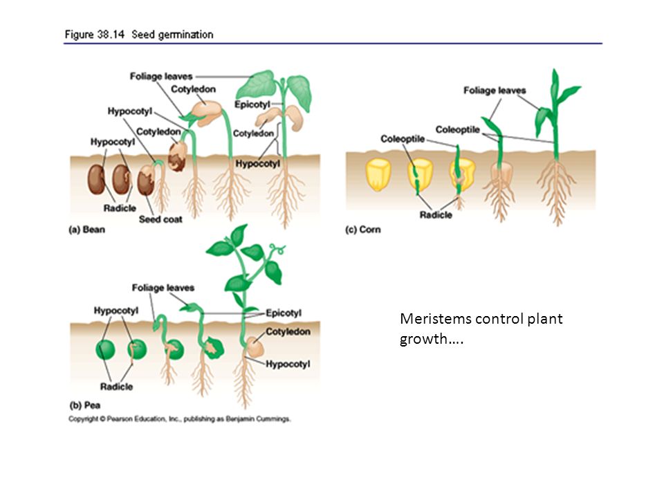 Plants control. Колеоптиль. Колеоптиль в семени. Plant growth Control. Колеоптиль и эпикотиль у пшеницы.