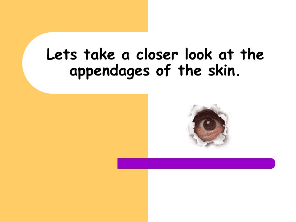 Lets take a closer look at the appendages of the skin.