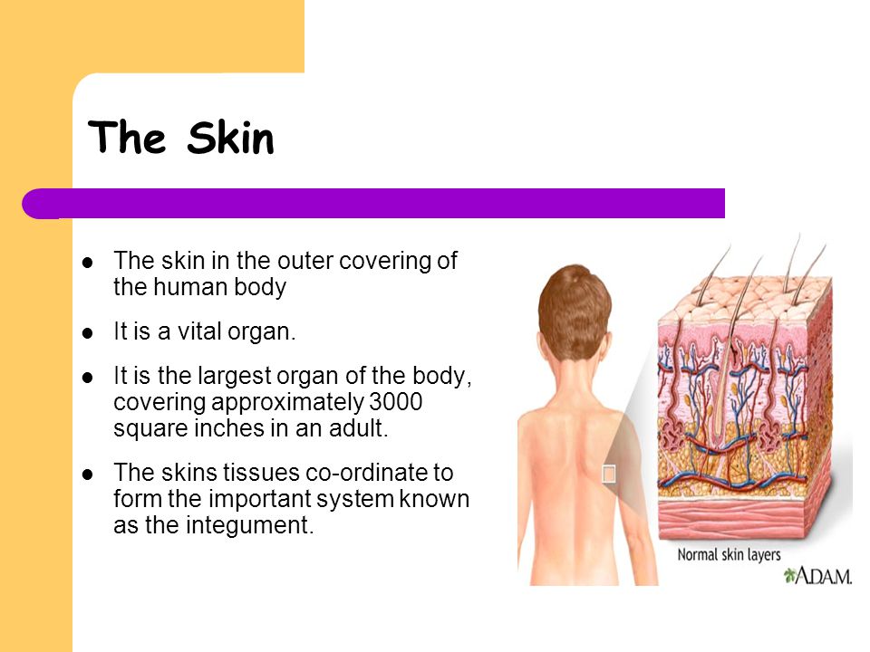 The Skin The skin in the outer covering of the human body