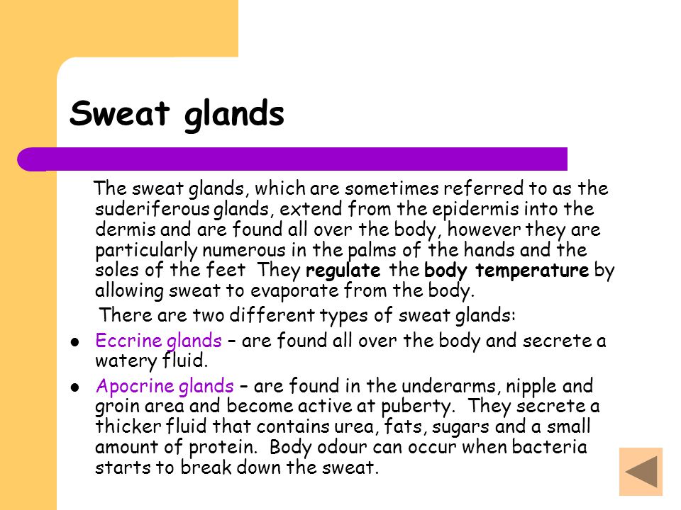 Sweat glands
