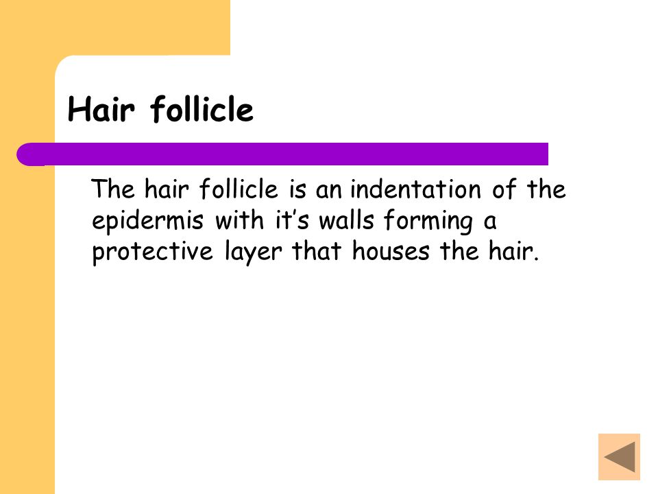 Hair follicle The hair follicle is an indentation of the epidermis with it’s walls forming a protective layer that houses the hair.
