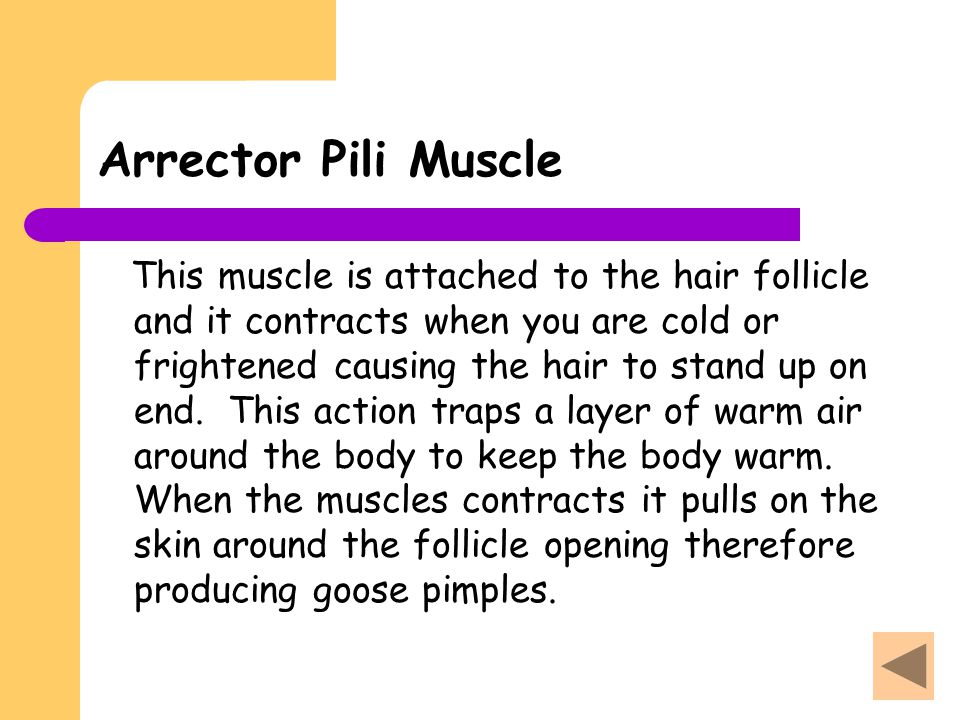 Arrector Pili Muscle