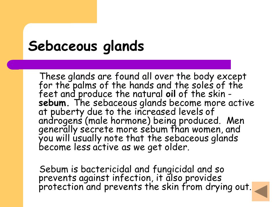 Sebaceous glands