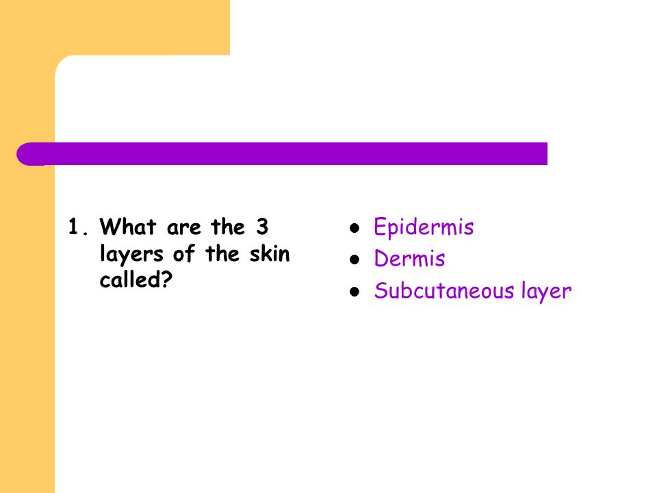 1. What are the 3 layers of the skin called