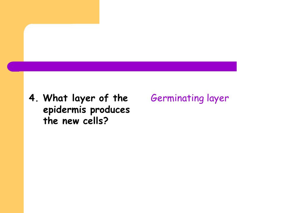 4. What layer of the epidermis produces the new cells