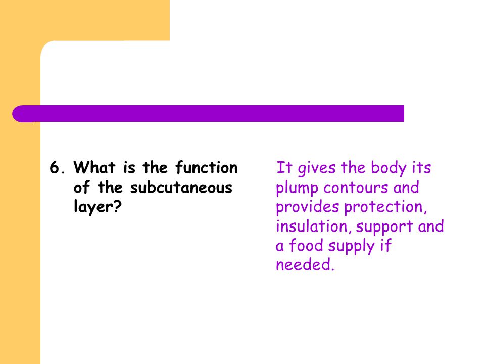 6. What is the function of the subcutaneous layer