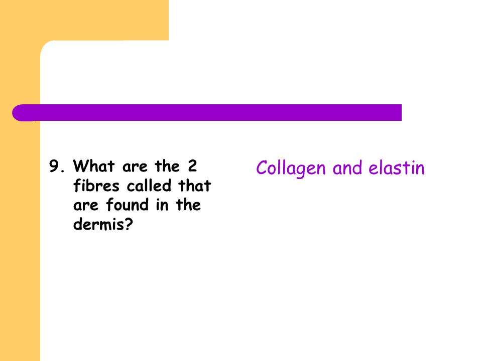 9. What are the 2 fibres called that are found in the dermis