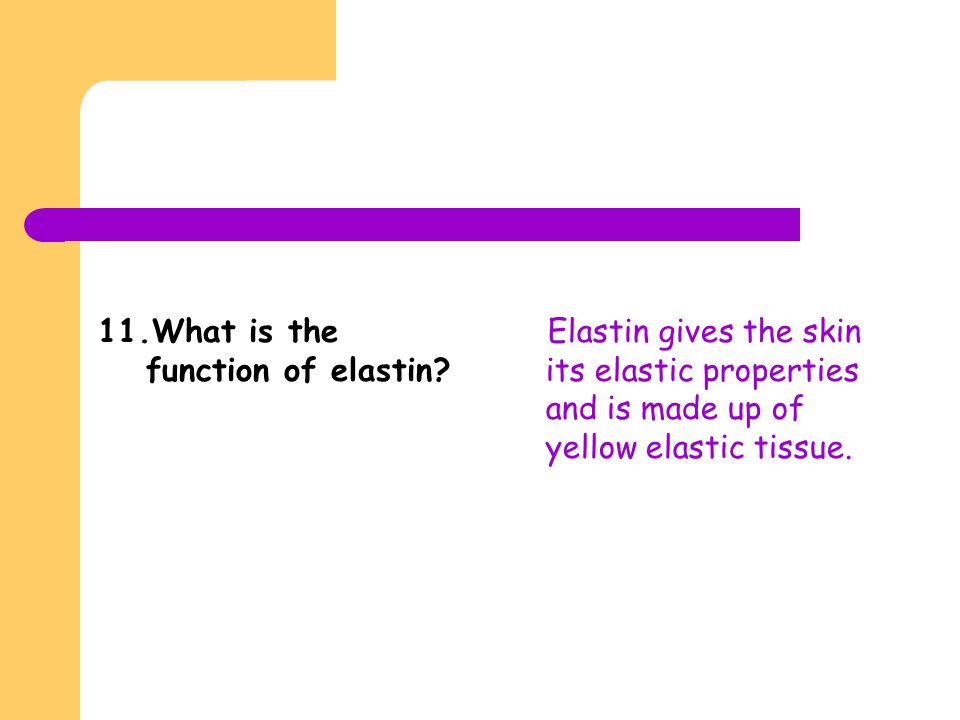 11.What is the function of elastin