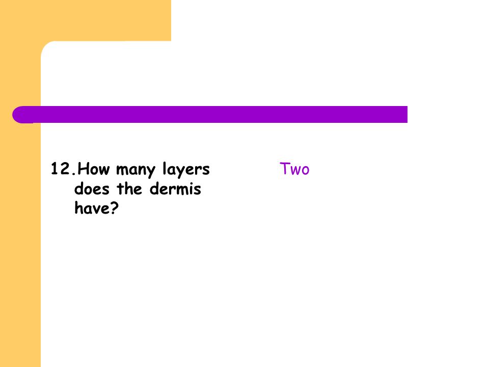 12.How many layers does the dermis have