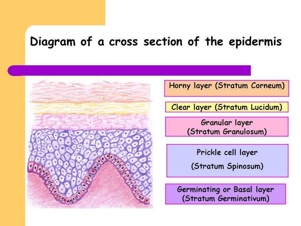 Diagram of a cross section of the epidermis