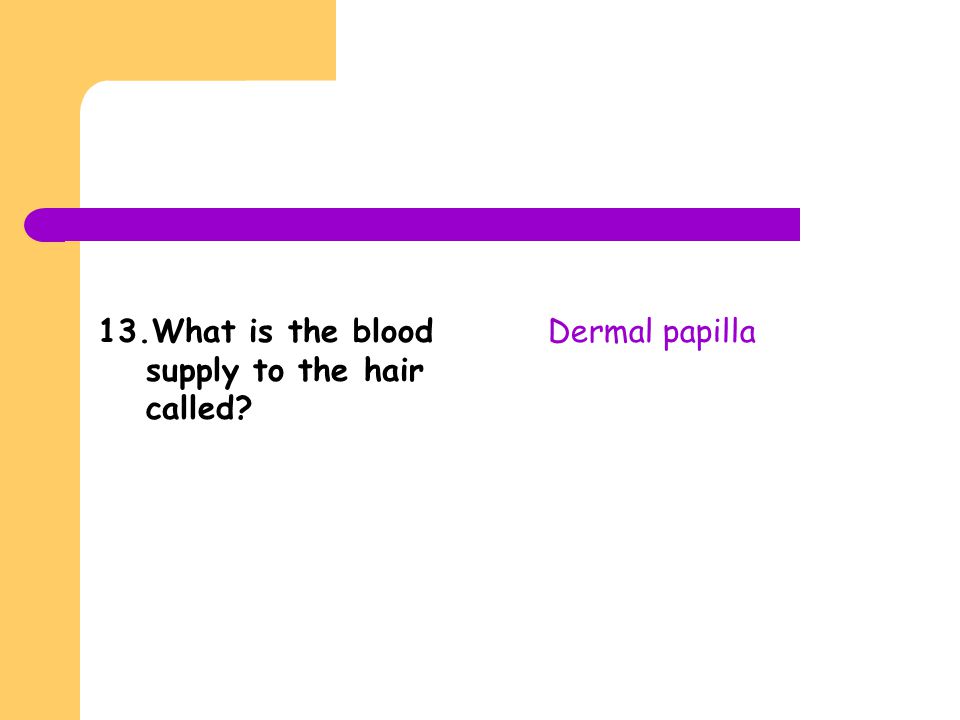 13.What is the blood supply to the hair called
