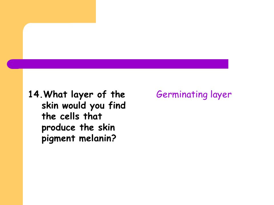 14.What layer of the skin would you find the cells that produce the skin pigment melanin