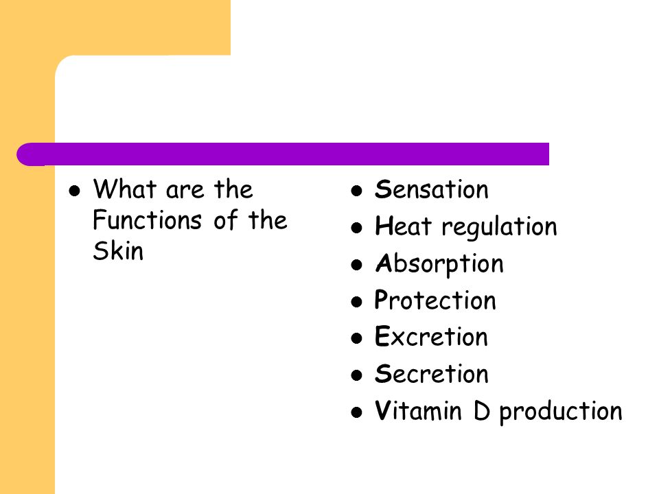 What are the Functions of the Skin