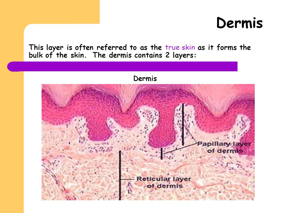 Dermis This layer is often referred to as the true skin as it forms the bulk of the skin. The dermis contains 2 layers: