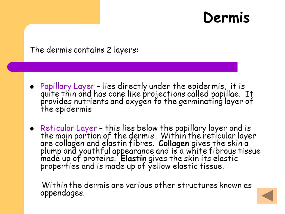 Dermis The dermis contains 2 layers: