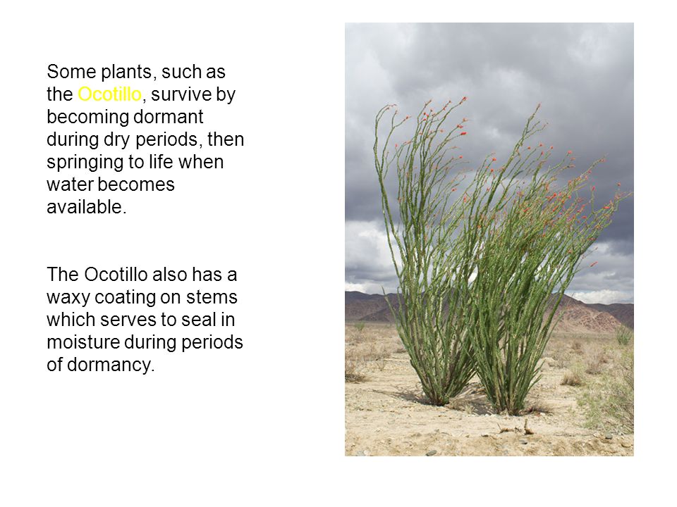 Some plants, such as the Ocotillo, survive by becoming dormant during dry periods, then springing to life when water becomes available.