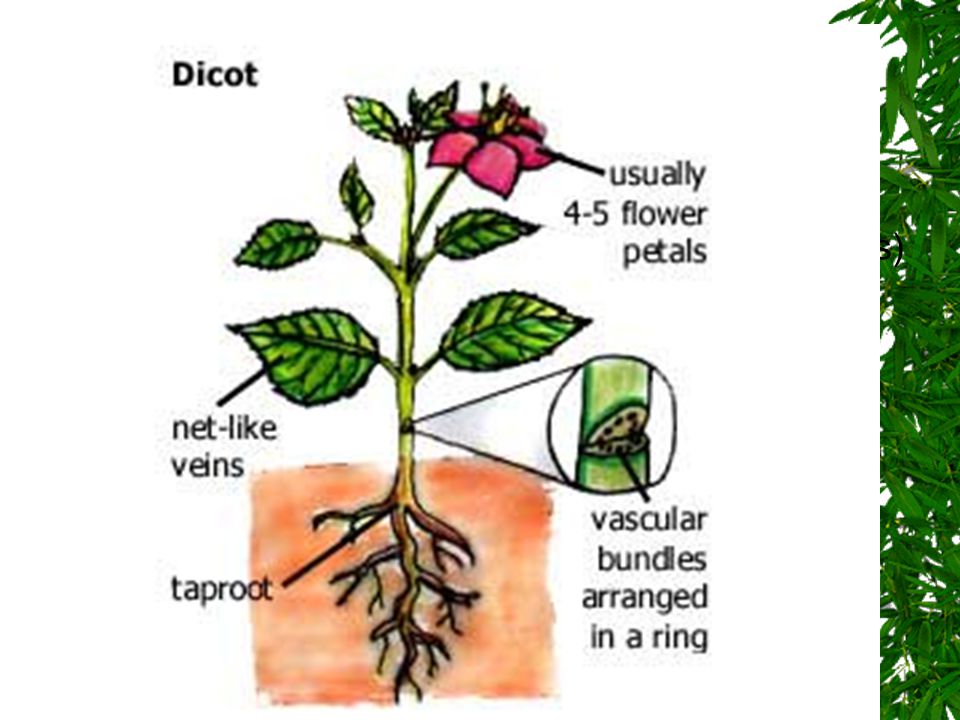 Dicot Seed Angiosperms that have 2 seed leaves (cotyledons)