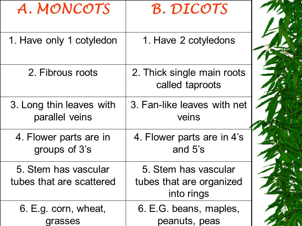 A. MONCOTS B. DICOTS 1. Have only 1 cotyledon 1. Have 2 cotyledons