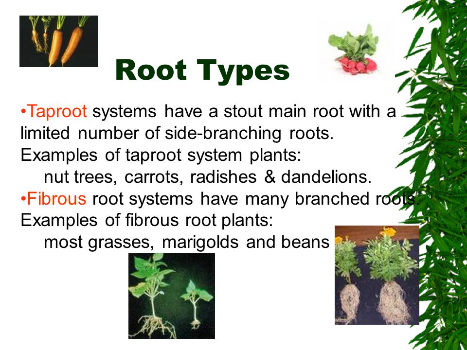 Root Types Taproot systems have a stout main root with a