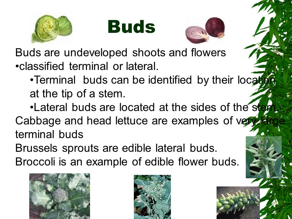 Buds Buds are undeveloped shoots and flowers