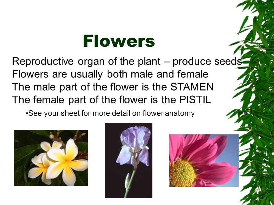 Flowers Reproductive organ of the plant – produce seeds