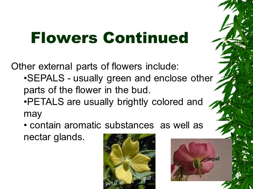 Flowers Continued Other external parts of flowers include: