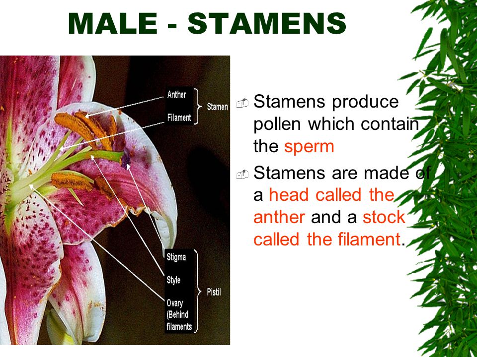 MALE - STAMENS Stamens produce pollen which contain the sperm