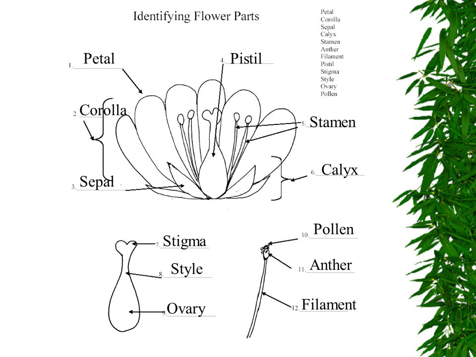 Petal Pistil Corolla Stamen Calyx Sepal Pollen Stigma Anther Style Filament Ovary