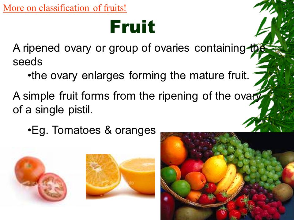 Fruit A ripened ovary or group of ovaries containing the seeds