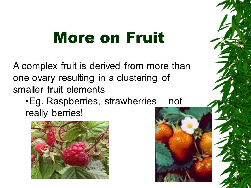 More on Fruit A complex fruit is derived from more than one ovary resulting in a clustering of smaller fruit elements.
