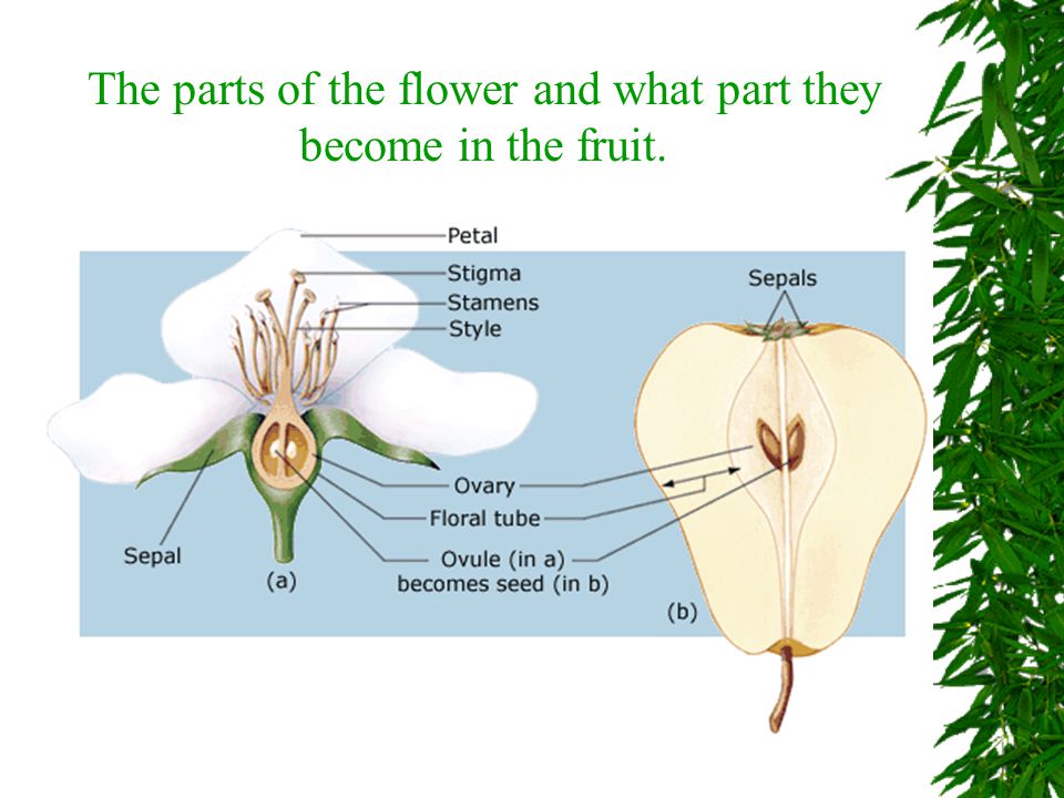 The parts of the flower and what part they become in the fruit.