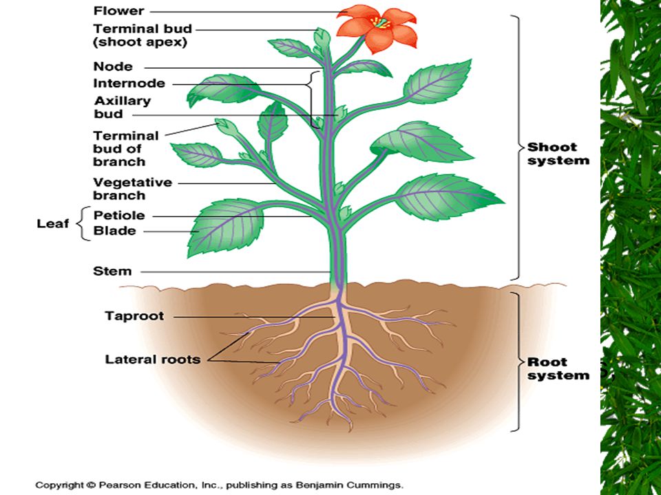 General Organization A plant has two organ systems: the shoot system