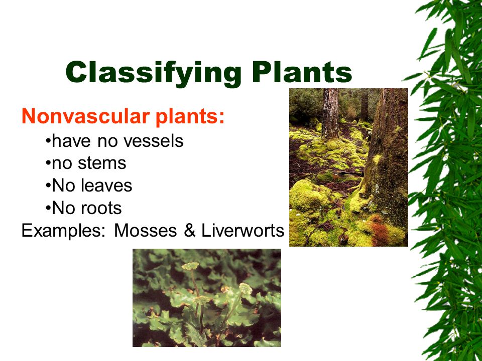 Classifying Plants Nonvascular plants: have no vessels no stems