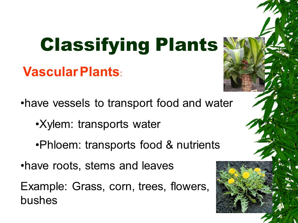 Classifying Plants Vascular Plants: