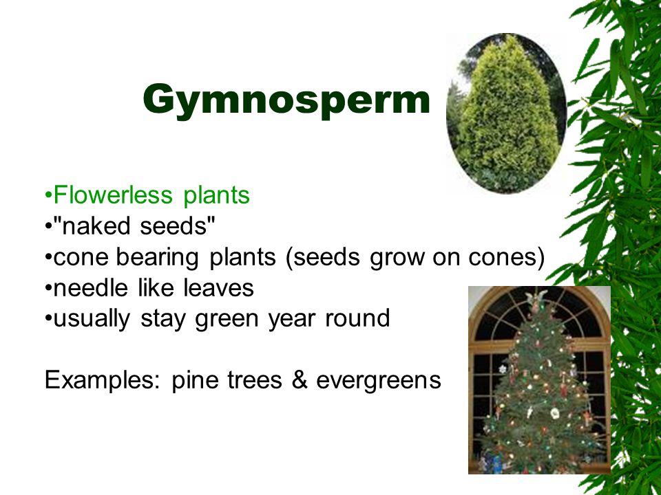 Gymnosperm Flowerless plants naked seeds