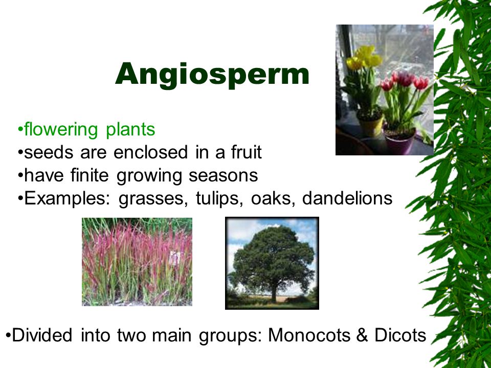 Angiosperm flowering plants seeds are enclosed in a fruit